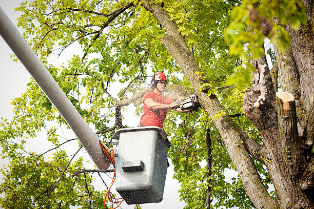 How Our Tree Care Process Works  in  San Jacinto, CA